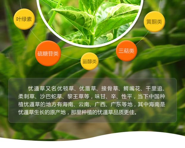 忧遁草海南五指山原产地鲜叶优盾黎王草新鲜叶子三亨堂小尖叶多规格可