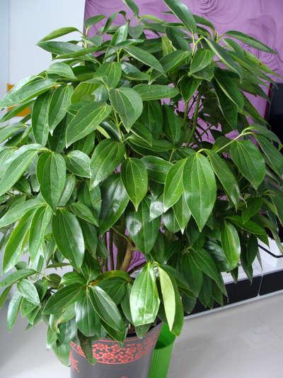 请问这个图片是什么植物?适合在室内养吗?它的特性是什么?