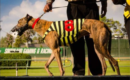 尼克斯 rf nix,85e 67163 - 格力犬yy--格力犬血统查询