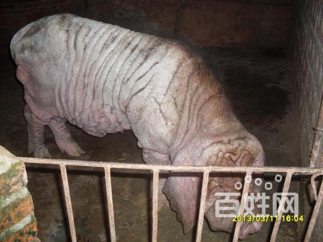 供应原种太湖母猪,纯种二花脸