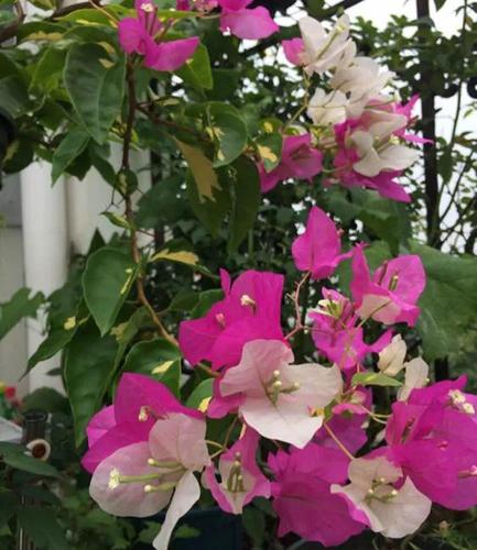 三角梅名贵品种大全培育这些一定错不了