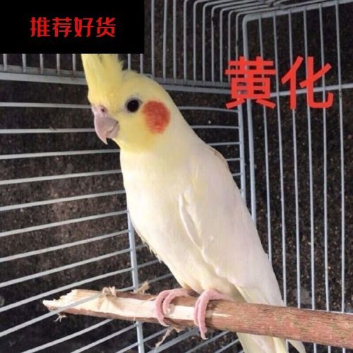 优选d宠物鸟玄凤鹦鹉鸟蛋新鲜种蛋可人工孵化