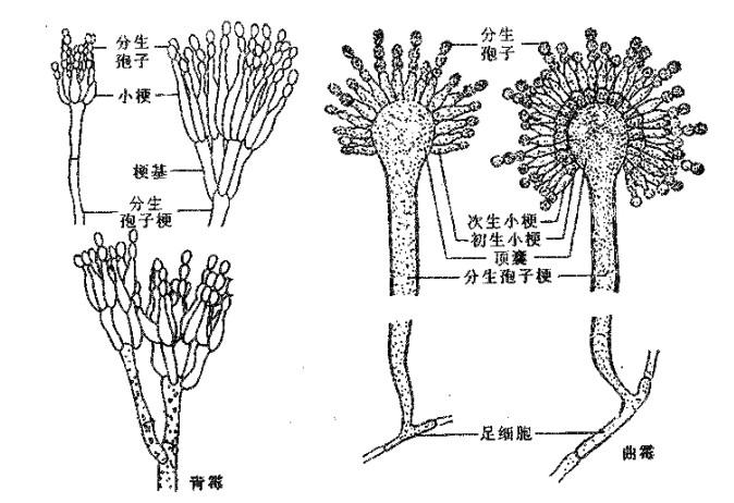 请用图解青霉与曲霉简单的子实体.