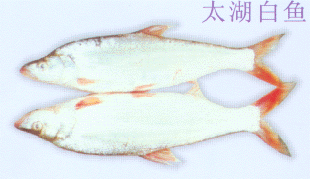 太湖白鱼