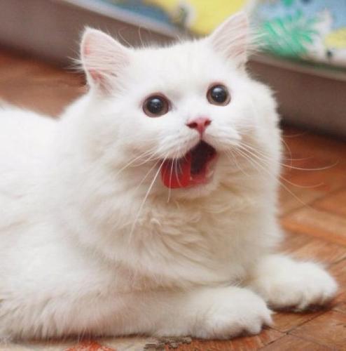 猫咪max张大嘴巴,伸出舌头舔舔牙齿