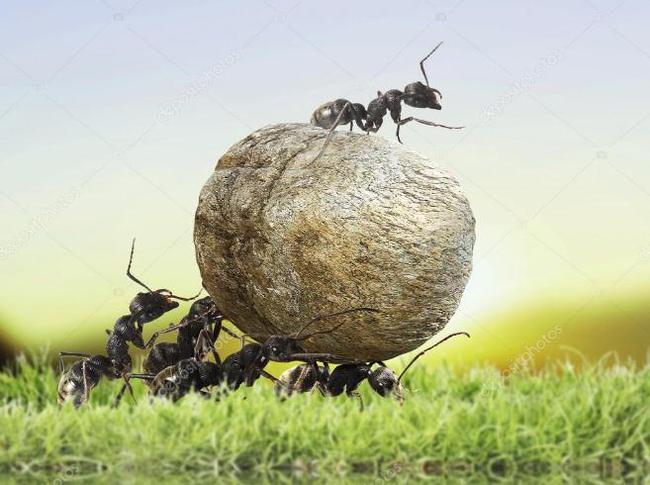 网易首页>网易号>正文申请入驻> 蚂蚁的种类和特点蚂蚁在我国的种类有