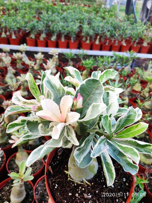 相遇玫缘重瓣沙漠玫瑰新品[五姑娘]赏花赏根块根多肉植物