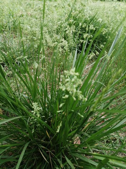 灯心草 终夜思念睡不着,挑尽了孤灯心草.白居易 花语寓意:温顺,顺从.
