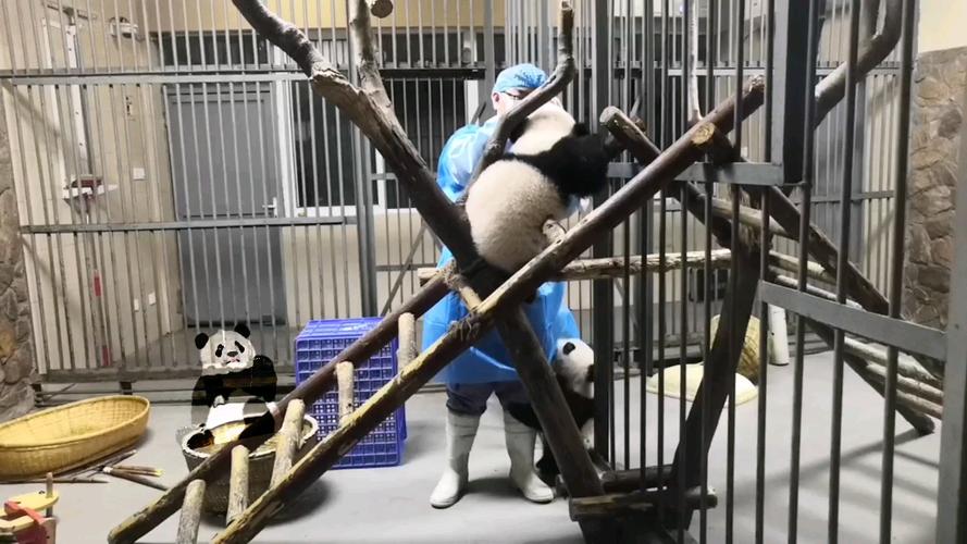 大熊猫热干面春生奶爸给面面喂营养物春生小宝贝就抱腿捣乱乱蹦轮到他