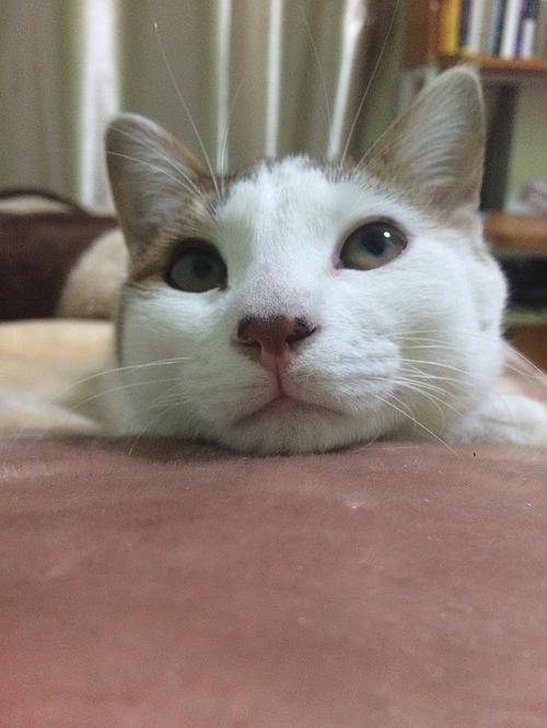 木有小鱼干.生无可恋啊.