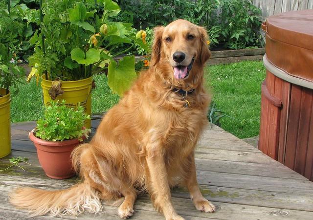 金毛犬还有英系金毛和美系金毛之分,其最大的区别在于英系颜色浅,美系