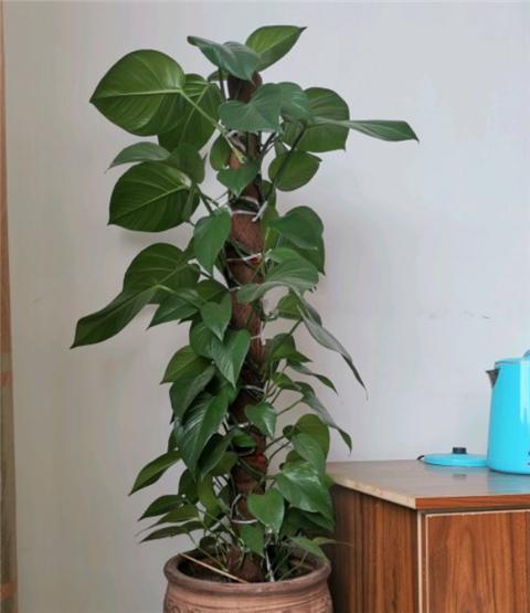 绿萝扎个柱子,疯长爬上墙,叶子又大又绿