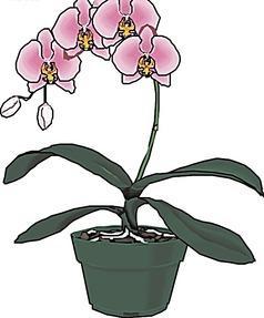 带花盆的蝴蝶兰花简笔画