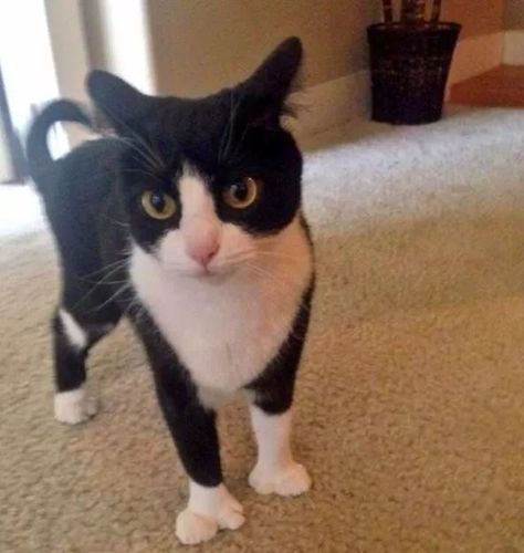 人有六指猫有多趾,你没见过的多趾猫可萌可萌了