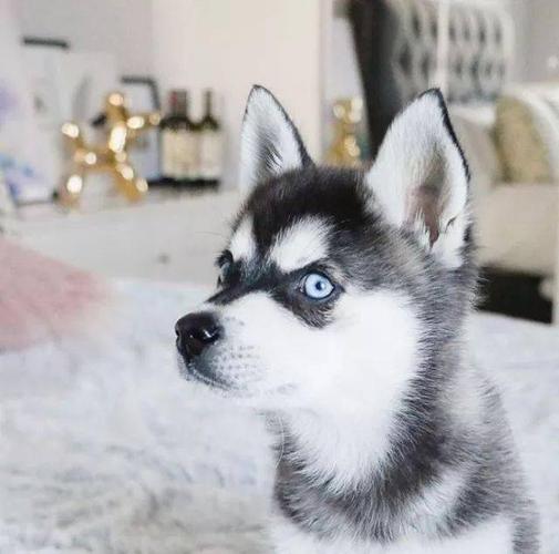 哇!这只蓝眼睛小二哈莫名有点帅得过分了啊