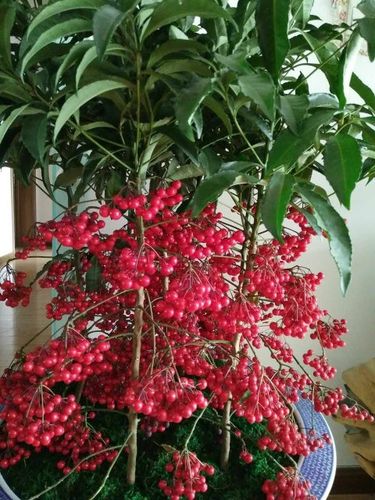 有一种植物,接一串串红色果实,黄豆大小,请问一下是什么?谢谢