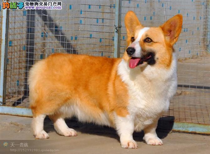 柯基犬图片