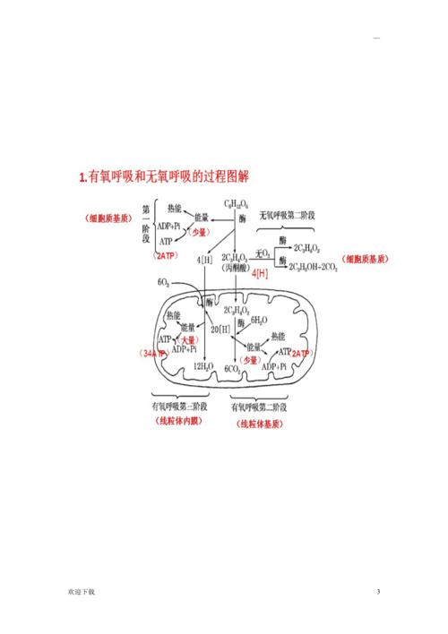 生物光合作用和细胞呼吸图解(便于理解)