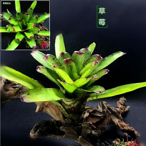 积水凤梨n属 中大型雨林缸造景无土植物 室内盆栽爬虫蛙类栖息