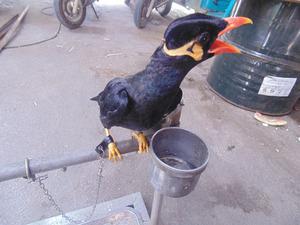 八哥鸟的脚套的实时信息