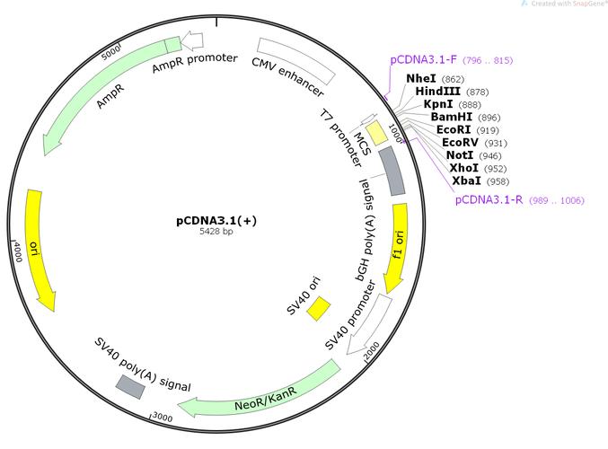 pcdna3.1( )哺乳细胞表达质粒