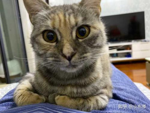 蓝猫和橘猫可以杂交吗,如果可以的话,有实际案例吗?