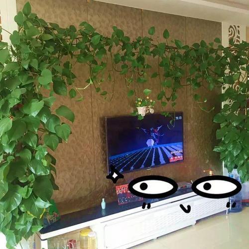 1瓢水1根绳,绿萝养成电视墙,亲朋好友谁见谁夸!