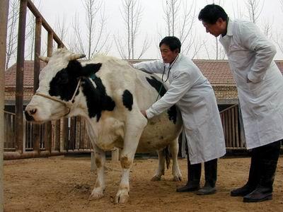 科技时代 大众科技 > 正文    2002年1月5日,在山东曹县五里墩中大
