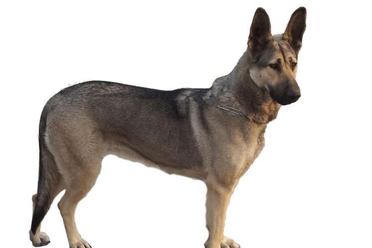 原创中国昆明犬的介绍