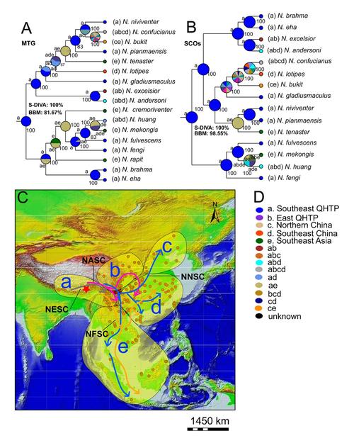 白腹鼠属生物地理进化历史推断