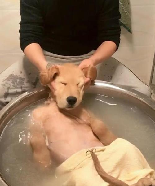 主人给金毛洗澡搞笑走红,这货表情十足享受,网友:毛被