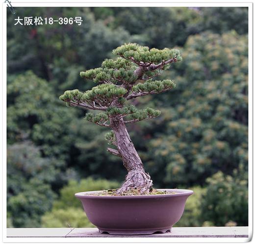 396 18 嫁接30年 宫岛大阪松 老盆大阪松 中型大阪松 仁亿盆景园