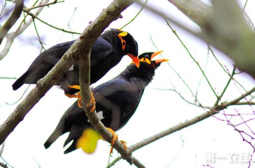 鹩哥多少钱一只?