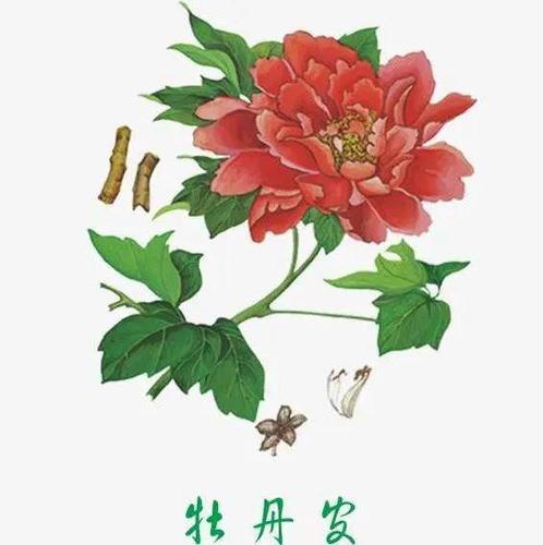 中药漫谈第十三期——丹皮