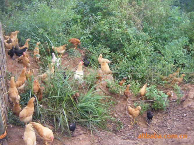 *山上放养土鸡