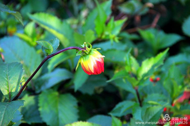 芳华——如水女人