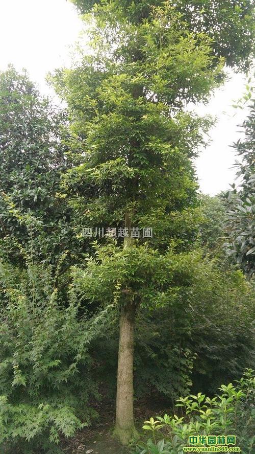 桢楠,金丝楠木,小叶桢楠