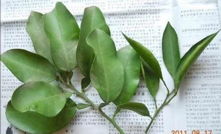 大家看看我的桔子树的叶子怎么是这个形状的?怎么回事?