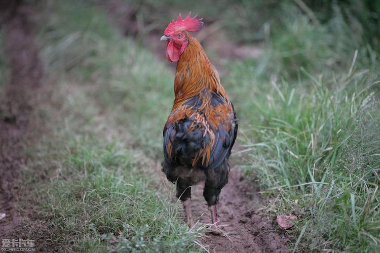 > 大公鸡