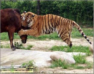 动物园内的虎牛大战(组图)