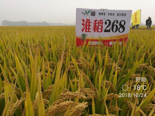 2018年国审清茬大米:淮稻268↓ 玉米篇 超高产玉米新品种:明科玉77