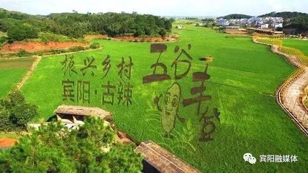 游玩路线:南宁市区—宾阳古辣镇—观赏古辣镇稻田艺术景观—到稻花香