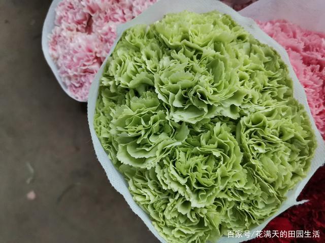 世界四大鲜切花之一:康乃馨