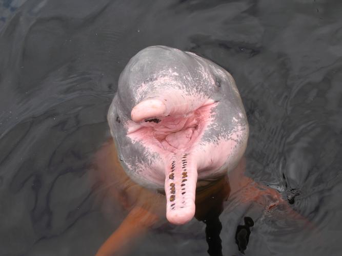 amazon pink river dolphin_shutterstock_137580986