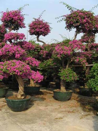 紫色三角梅造型 福建三角梅种植基地 大量供应