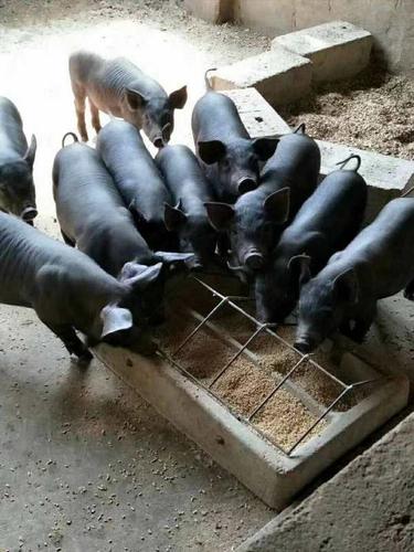 纯种苏太黑猪活体小猪仔活苗原种太湖母猪长白母猪散养黑猪崽活猪