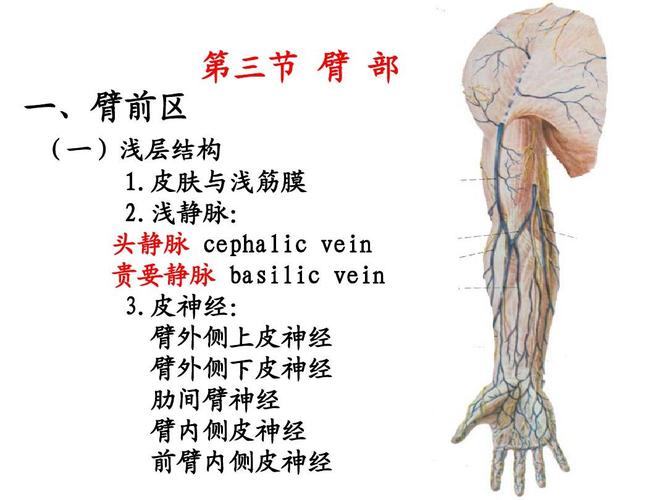 局部解剖学 上肢ppt
