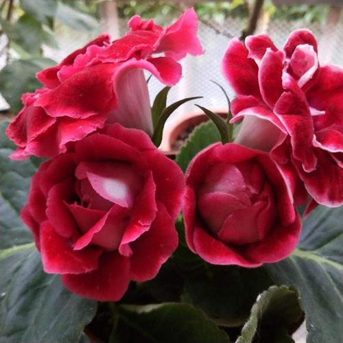 养大岩桐注意这5点,花蹭蹭往上长,新手也能养爆盆!