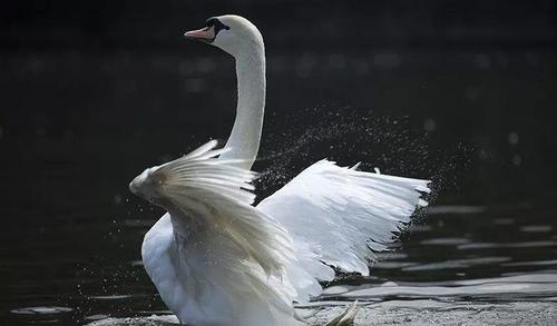 自然界里的高颜值动物——第二弹