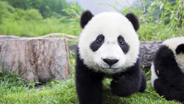 大熊猫对生存环境要求特别苛刻:生态环境部介绍,近年来,大熊猫野外